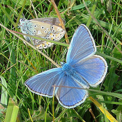 common blue